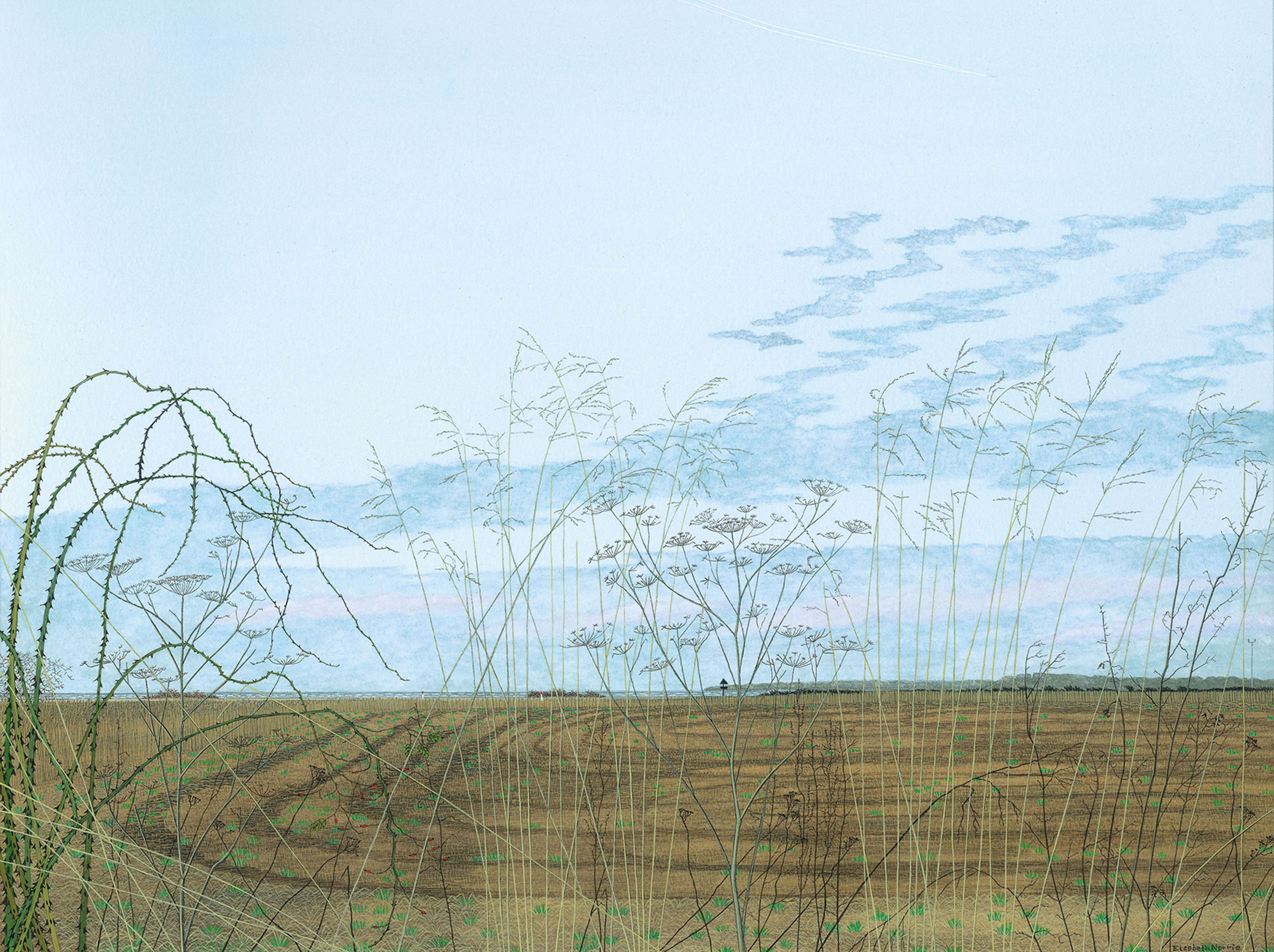 Plants in twilight